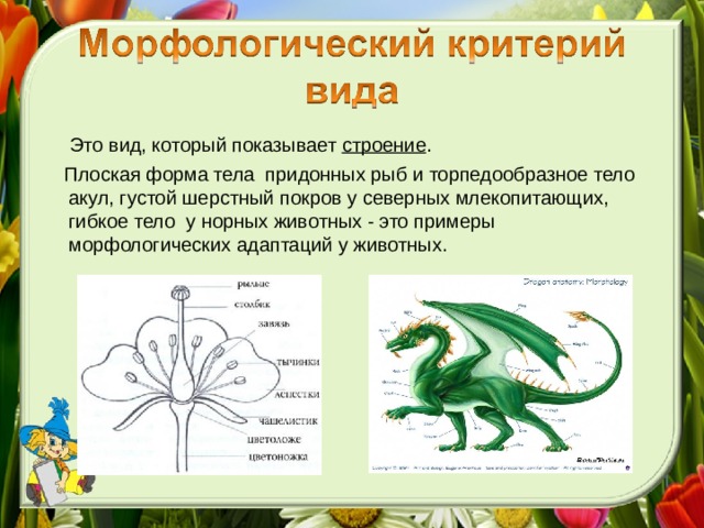 Это вид, который показывает строение .  Плоская форма тела придонных рыб и торпедообразное тело акул, густой шерстный покров у северных млекопитающих, гибкое тело у норных животных - это примеры морфологических адаптаций у животных.