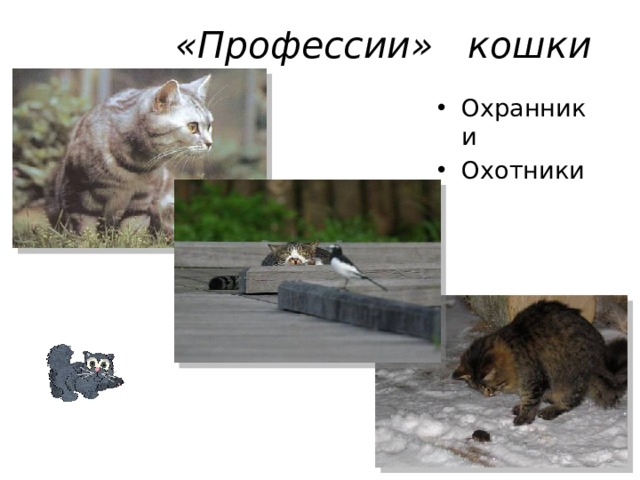 «Профессии» кошки