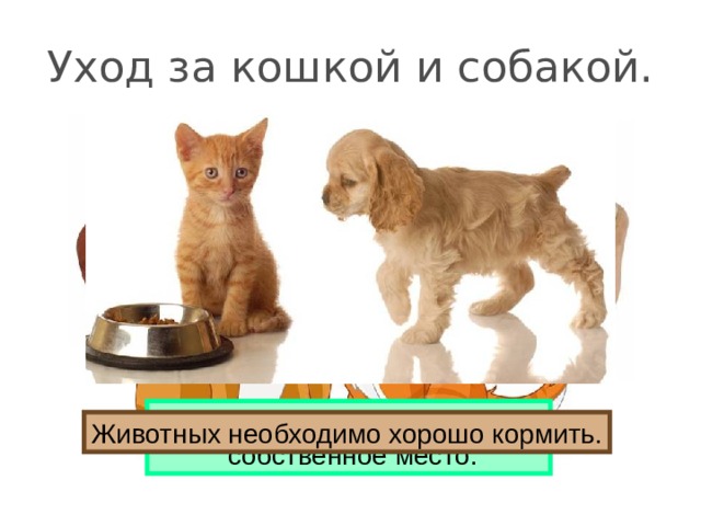 Уход за кошкой и собакой. У кошки и собаки должно быть  собственное место. Животных необходимо хорошо кормить.