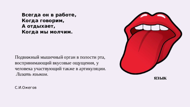 Всегда он в работе,  Когда говорим,  А отдыхает,  Когда мы молчим.  Подвижный мышечный орган в полости рта, воспринимающий вкусовые ощущения, у человека участвующий также в артикуляции.  Лизать языком.   С.И.Ожегов язык