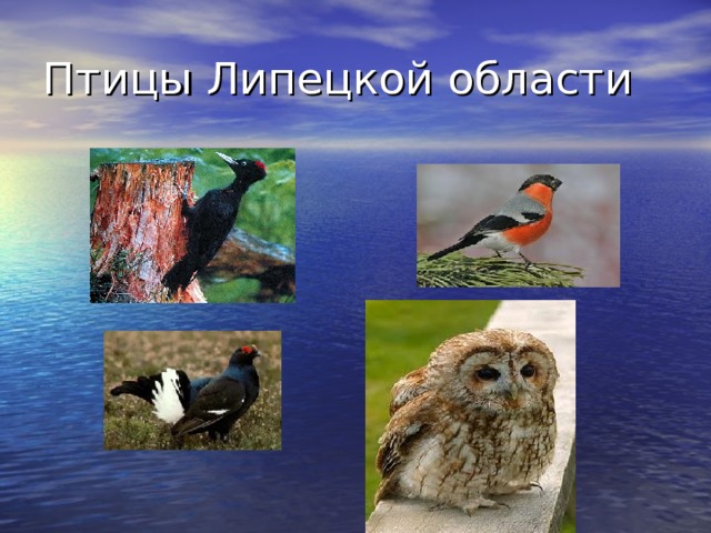 Птицы Липецкой области