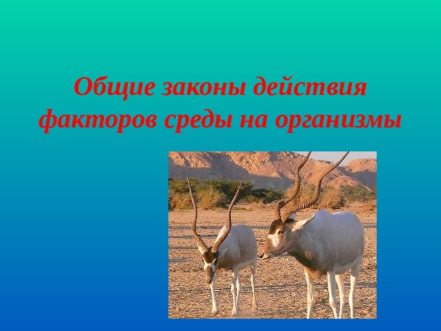 Общие законы действия факторов среды на организмы