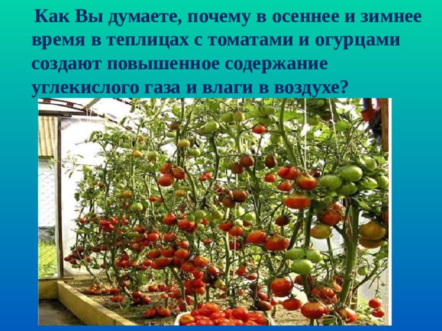 Как Вы думаете, почему в осеннее и зимнее время в теплицах с томатами и огурцами создают повышенное содержание углекислого газа и влаги в воздухе?