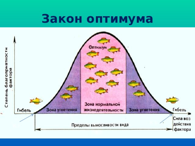 Закон оптимума К.т. К.т.