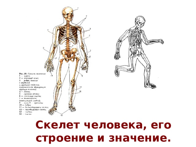 Скелет человека, его строение и значение.