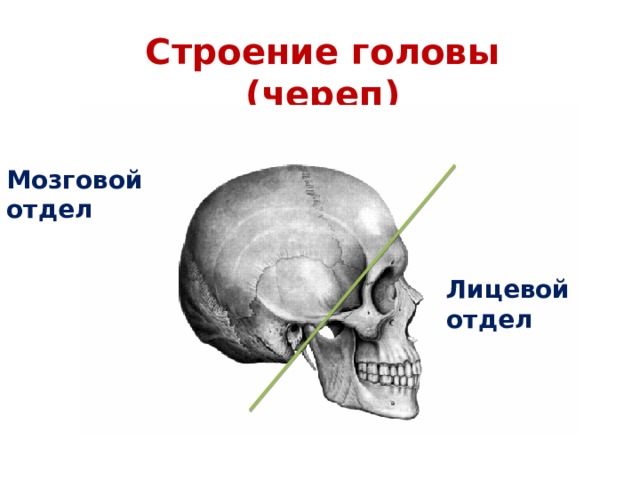 Строение головы (череп) Мозговой отдел Лицевой отдел
