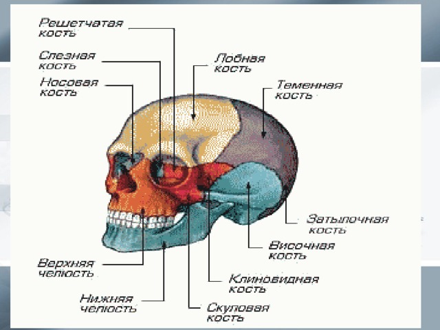 Скелет головы (череп)
