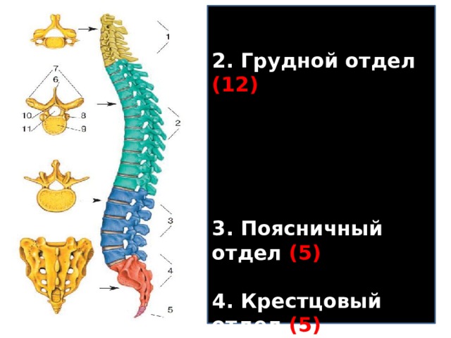 2 грудной 3 поясничный 4. Грудной отдел особенности строения. Строение скелета человека фото. 3 Поясничный. C6 кость.