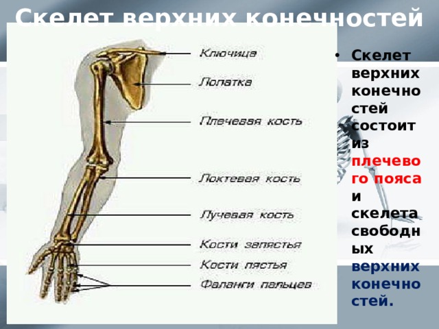 Скелет верхних конечностей