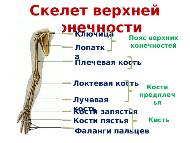 5 кость пояса верхних конечностей. Скелет верхней конечности плечевая кость. Скелет свободной верхней конечности соединение костей. Скелет верхней конечности кисть. Функции скелета верхних конечностей.