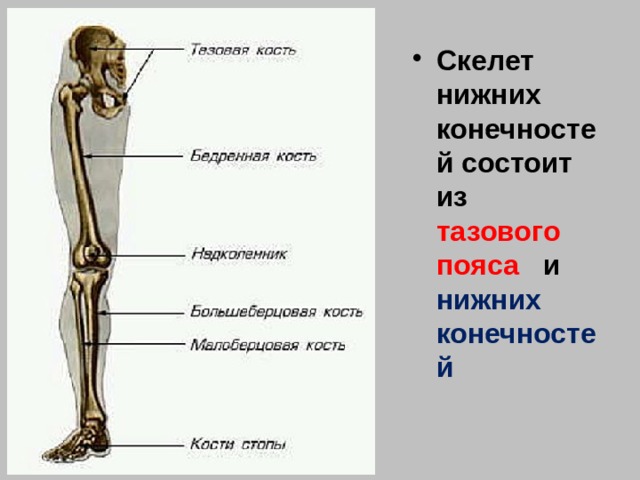 Скелет нижних конечностей состоит из тазового пояса и нижних конечностей