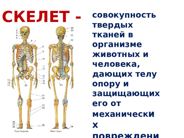 Установить соответствие кости скелета человека. Строение скелета человека. Биология кости человека. Скелет строение состав и соединение костей скелета человека. Кости человека 8 класс биология.