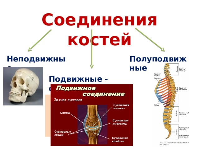 Соединения костей Неподвижные Полуподвижные Подвижные - суставы