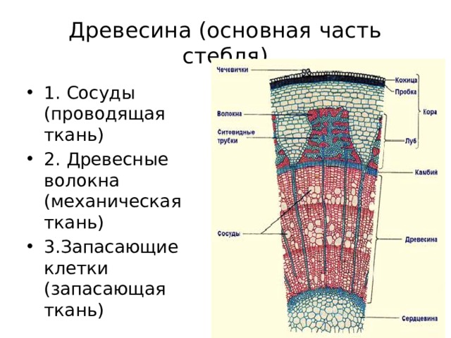 Древесина стебля