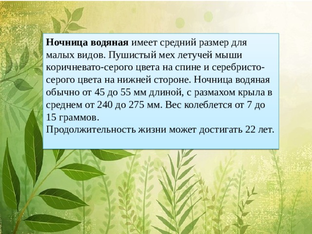 Ночница водяная имеет средний размер для малых видов. Пушистый мех летучей мыши коричневато-серого цвета на спине и серебристо-серого цвета на нижней стороне. Ночница водяная обычно от 45 до 55 мм длиной, с размахом крыла в среднем от 240 до 275 мм. Вес колеблется от 7 до 15 граммов. Продолжительность жизни может достигать 22 лет.