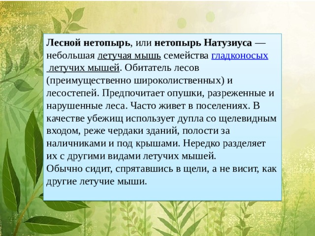 Лесной нетопырь , или нетопырь Натузиуса  — небольшая летучая мышь семейства гладконосых летучих мышей . Обитатель лесов (преимущественно широколиственных) и лесостепей. Предпочитает опушки, разреженные и нарушенные леса. Часто живет в поселениях. В качестве убежищ использует дупла со щелевидным входом, реже чердаки зданий, полости за наличниками и под крышами. Нередко разделяет их с другими видами летучих мышей. Обычно сидит, спрятавшись в щели, а не висит, как другие летучие мыши.