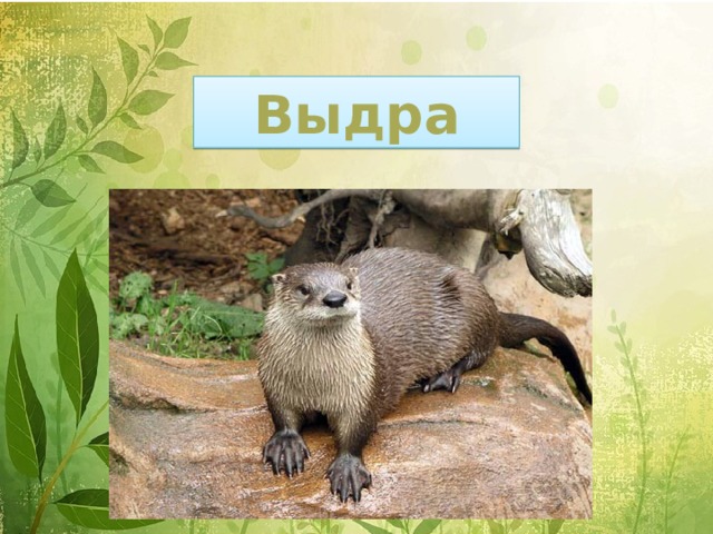 Выдра