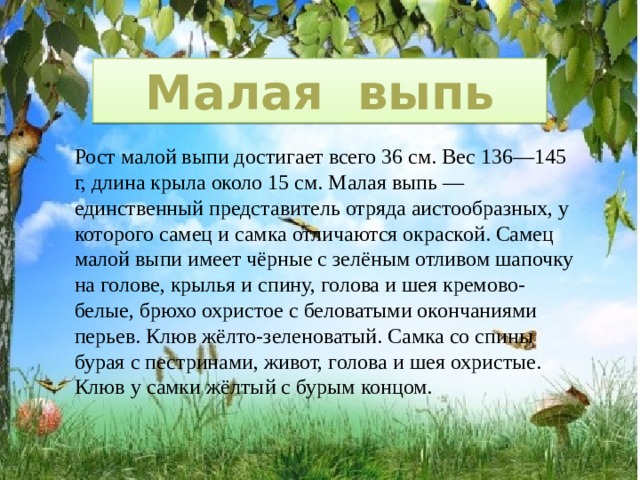 Малая выпь Рост малой выпи достигает всего 36 см. Вес 136—145 г, длина крыла около 15 см. Малая выпь — единственный представитель отряда аистообразных, у которого самец и самка отличаются окраской. Самец малой выпи имеет чёрные с зелёным отливом шапочку на голове, крылья и спину, голова и шея кремово-белые, брюхо охристое с беловатыми окончаниями перьев. Клюв жёлто-зеленоватый. Самка со спины бурая с пестринами, живот, голова и шея охристые. Клюв у самки жёлтый с бурым концом.