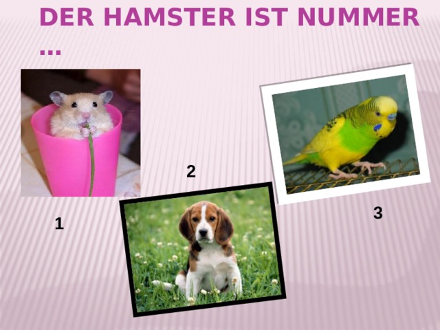 der Hamster ist Nummer … 2 3 1