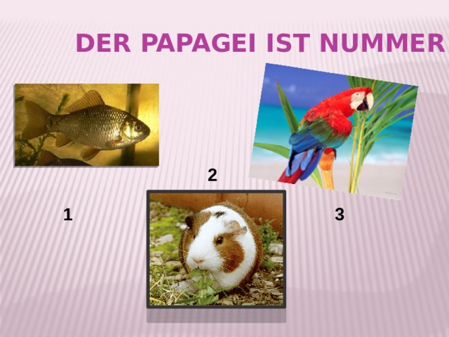 der Papagei ist Nummer … 2 1 3