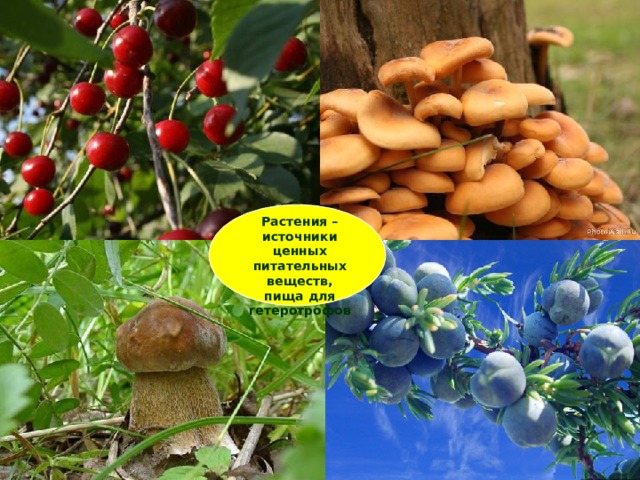 Растения – источники ценных питательных веществ, пища для гетеротрофов