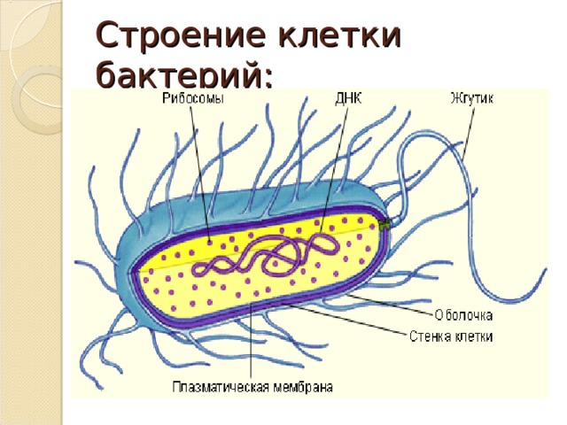 Строение клетки бактерий: