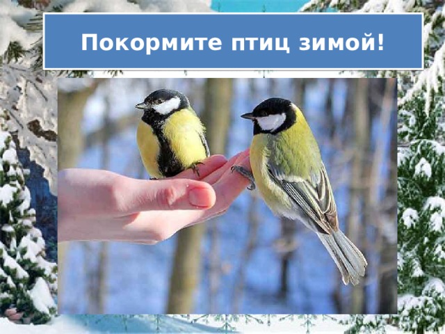 Покормите птиц зимой!