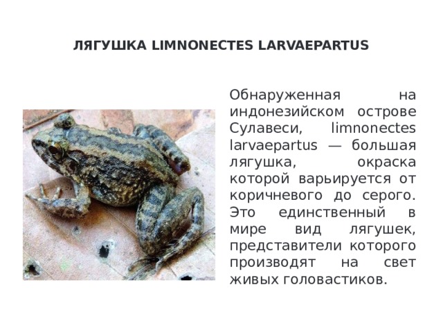    Лягушка limnonectes larvaepartus   Обнаруженная на индонезийском острове Сулавеси, limnonectes larvaepartus — большая лягушка, окраска которой варьируется от коричневого до серого. Это единственный в мире вид лягушек, представители которого производят на свет живых головастиков.