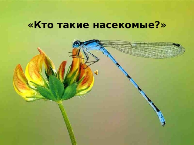 «Кто такие насекомые?»