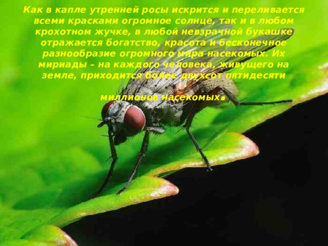 Как в капле утренней росы искрится и переливается всеми красками огромное солнце, так и в любом крохотном жучке, в любой невзрачной букашке отражается богатство, красота и бесконечное разнообразие огромного мира насекомых. Их мириады – на каждого человека, живущего на земле, приходится более двухсот пятидесяти миллионов насекомых .