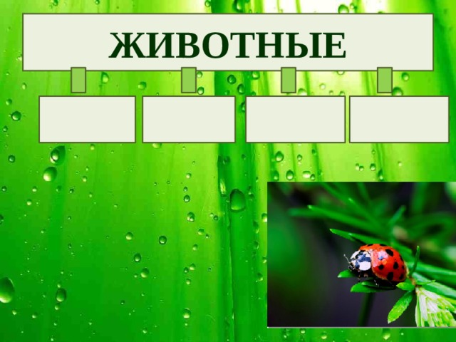 ЖИВОТНЫЕ