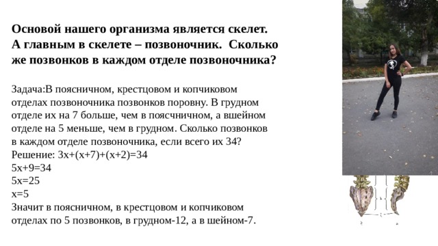 Основой нашего организма является скелет.  А главным в скелете – позвоночник. Сколько же позвонков в каждом отделе позвоночника?   Задача:В поясничном, крестцовом и копчиковом  отделах позвоночника позвонков поровну. В грудном отделе их на 7 больше, чем в поясчничном, а вшейном отделе на 5 меньше, чем в грудном. Сколько позвонков  в каждом отделе позвоночника, если всего их 34?  Решение: 3х+(х+7)+(х+2)=34  5х+9=34  5х=25  х=5  Значит в поясничном, в крестцовом и копчиковом отделах по 5 позвонков, в грудном-12, а в шейном-7.