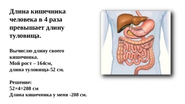 Длина кишечника человека в 4 раза превышает длину туловища.   Вычислю длину своего кишечника.  Мой рост – 164см,  длина туловища-52 см.   Решение:  52×4=208 см  Длина кишечника у меня -208 см.