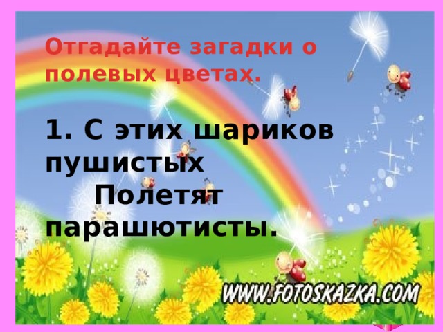 Отгадайте загадки о полевых цветах.  1. С этих шариков пушистых  Полетят парашютисты.