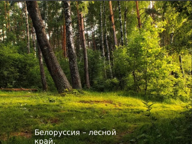 Белоруссия – лесной край.