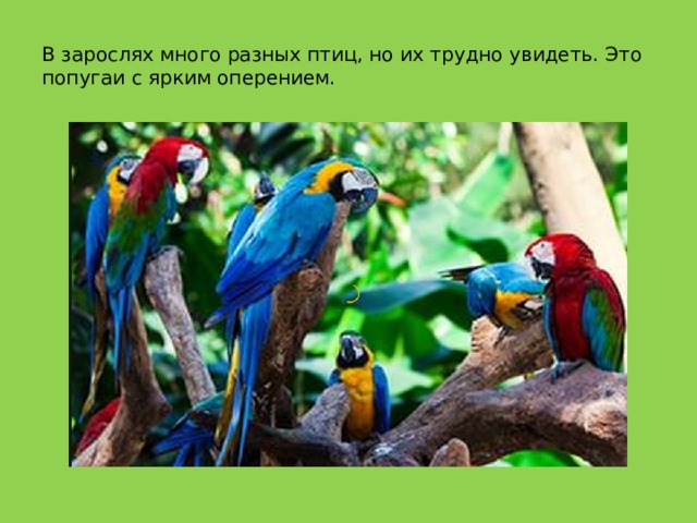 В зарослях много разных птиц, но их трудно увидеть. Это попугаи с ярким оперением.