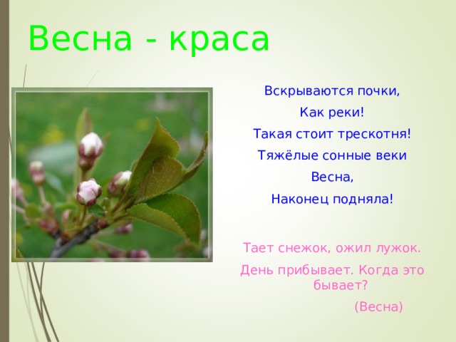 Весна - краса Вскрываются почки, Как реки! Такая стоит трескотня! Тяжёлые сонные веки Весна, Наконец подняла! Тает снежок, ожил лужок. День прибывает. Когда это бывает?  (Весна)