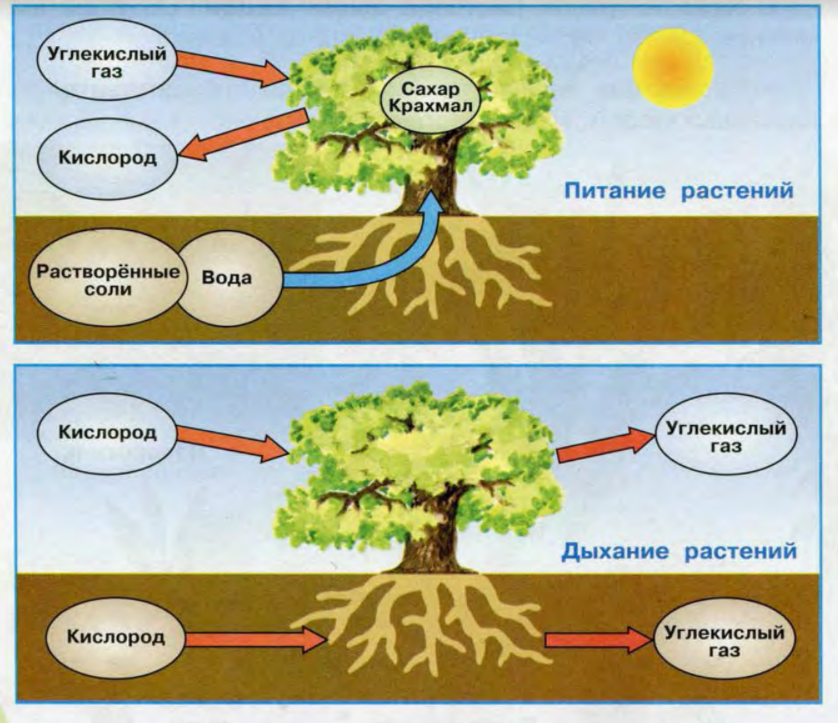 Процесс питания и дыхания растений. Питание и дыхание растений. Схема питания растений. Схема питания и дыхания растений. Питание растений 3 класс.
