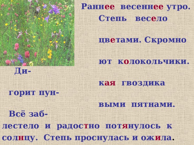 Ранн ее весенн ее утро.  Степь вес е ло п е стреет  цв е тами. Скромно с и не-  ют к о локольчики. Ди-  к ая гвоздика горит пун-  выми пятнами. Всё заб- лестело и радос т но пот я нулось к сол н цу. Степь проснулась и ож и ла .