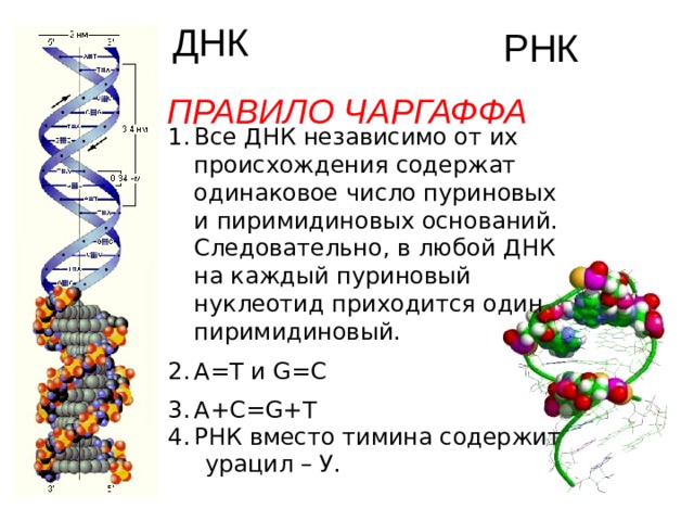 ДНК РНК ПРАВИЛО ЧАРГАФФА Все ДНК независимо от их происхождения содержат одинаковое число пуриновых и пиримидиновых оснований. Следовательно, в любой ДНК на каждый пуриновый нуклеотид приходится один пиримидиновый. А=Т и G=C A+C=G+T РНК вместо тимина содержит  урацил – У.