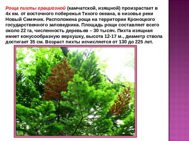 Роща пихты грациозной (камчатской, изящной) произрастает в 4х км. от восточного побережья Тихого океана, в низовье реки Новый Семячик. Расположена роща на территории Кроноцкого государственного заповедника. Площадь рощи составляет всего около 22 га, численность деревьев – 30 тысяч. Пихта изящная имеет конусообразную верхушку, высота 12-17 м., диаметр ствола достигает 35 см. Возраст пихты исчисляется от 130 до 225 лет.  