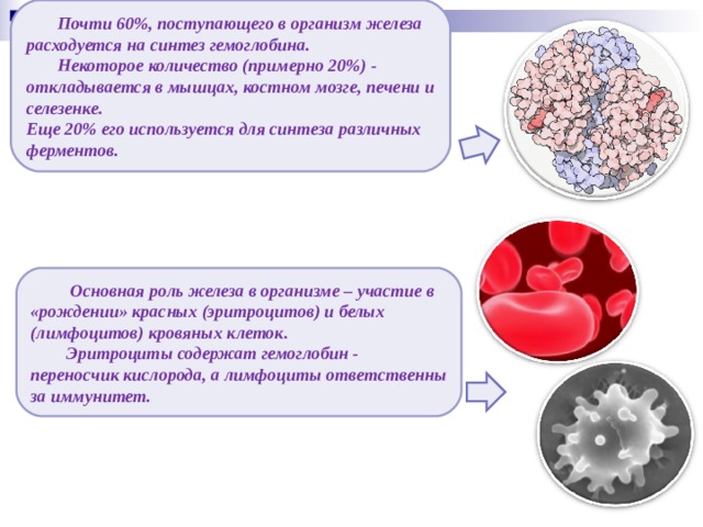 Почти 60%, поступающего в организм железа расходуется на синтез гемоглобина.  Некоторое количество (примерно 20%) - откладывается в мышцах, костном мозге, печени и селезенке. Еще 20% его используется для синтеза различных ферментов.  Основная роль железа в организме – участие в «рождении» красных (эритроцитов) и белых (лимфоцитов) кровяных клеток.  Эритроциты содержат гемоглобин - переносчик кислорода, а лимфоциты ответственны за иммунитет.