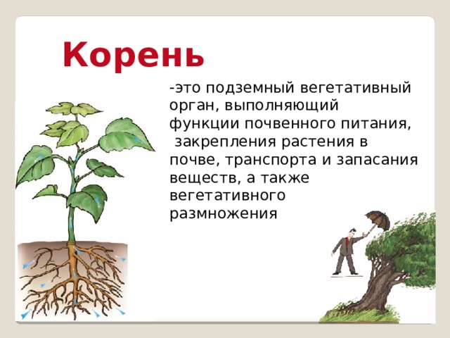 Рост это в биологии. Корень это в биологии. Корень. Био корень. Корень биология 6 класс.