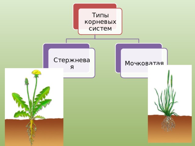 Типы корневых систем Стержневая Мочковатая