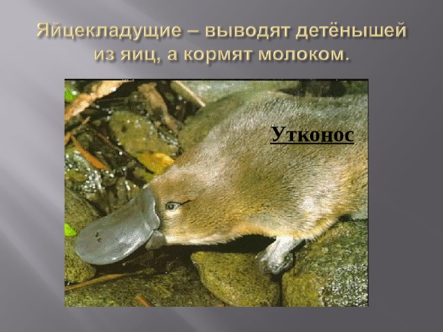 Утконос