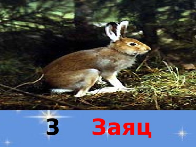 3  Заяц