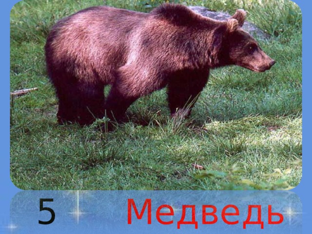 5  Медведь