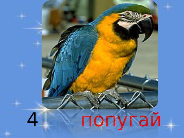 4  попугай