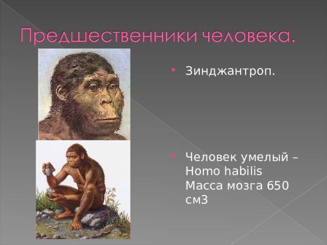 Зинджантроп.     Человек умелый – Homo habilis Масса мозга 650 см3