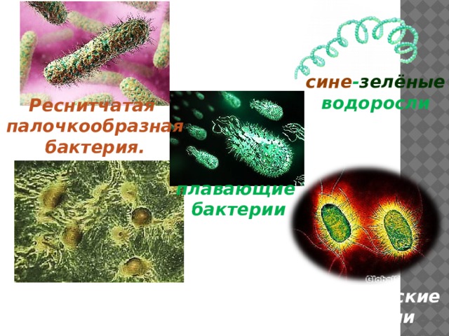 сине - зелёные водоросли Реснитчатая палочкообразная бактерия. плавающие бактерии миксобактерии или слизистые бактерии электрические бактерии